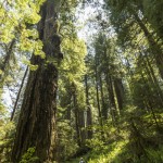 Wandelen tussen de redwoods