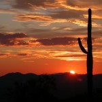 scottsdale-saguaro-cactus