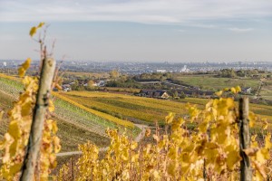 Blik op de rieslingwijngaarden van het Rheingau