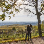 Blik op de rieslingwijngaarden van het Rheingau